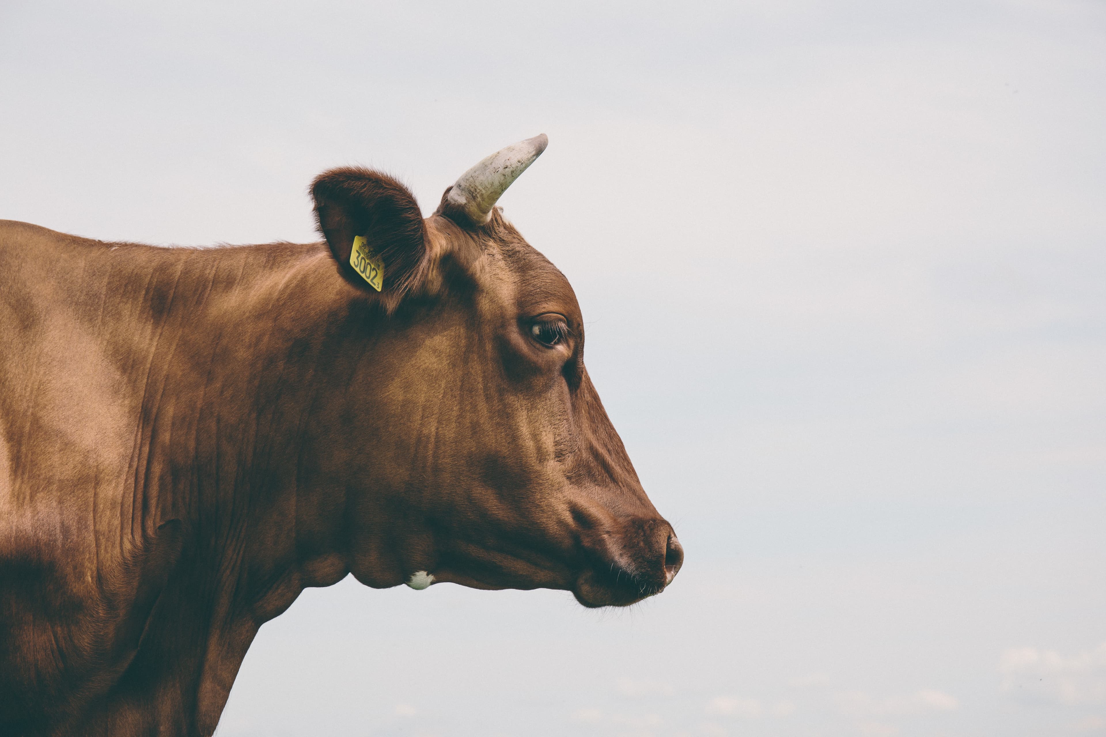 Aerial view of farmland and cattle